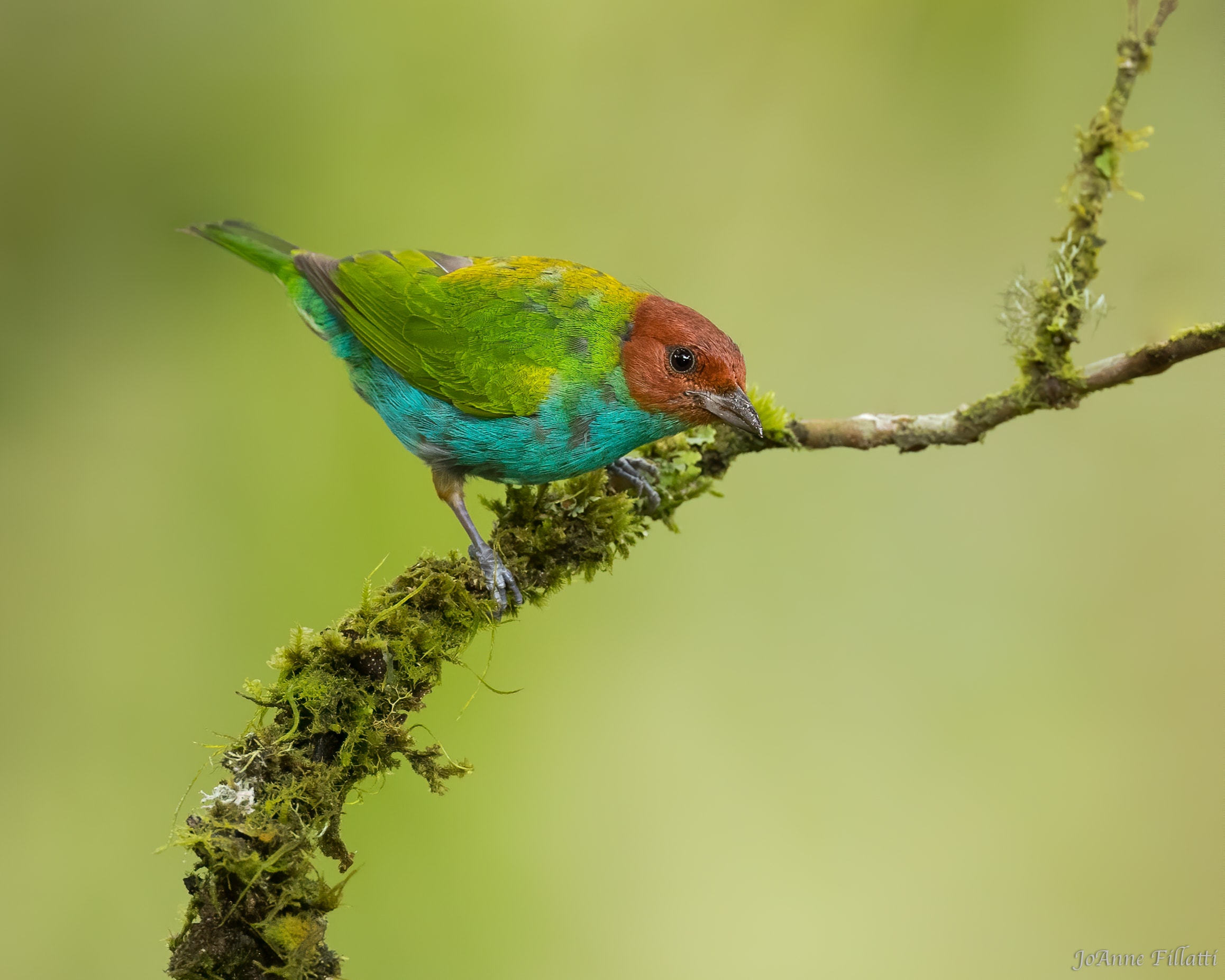 bird of colombia image 11